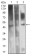 CD361 Primary Antibody  MP31658  [M8F3D1]