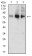 ACSS1 Primary Antibody MP31665 [M4E12F1]