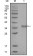 NCOR1 Primary Antibody MP20265 [M7A7A9]