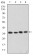 CDK5 Primary Antibody MP30210 [M4E4]