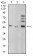BMP4 Primary Antibody MP30913 [M3C11C7]