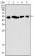 Cytokeratin 8 Primary Antibody MP20280 [M8A5D12]