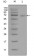 STAT3 Primary Antibody MP20293 [M7G3H4]