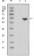 LCN1 Primary Antibody MP20329 [M10B10]
