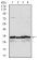 NQO1 Primary Antibody MP30293 [M1A11]