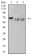 CD42B Primary Antibody  MP31457 [M6H6H10]