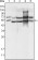 GABPA Primary Antibody MP20227 [M8C1B10]