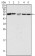 PAK2 Primary Antibody MP20356 [M3B5]