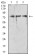 RIPK1 Primary Antibody MP31693  [M3B5B6]