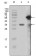 MLL Primary Antibody MP20179  [M10F8D7]