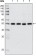 HDAC3 Primary Antibody MP20259 [M7G6C5]