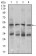 CHGA Primary Antibody MP30451A [M1A6B6]