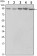 STAT3 Primary Antibody MP30122 [M3B5]