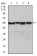SLC2A4 Primary Antibody MP30445A [M3G10A3]
