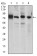 CDH5 Primary Antibody MP30447A  [M3D5C7]