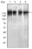 EGFR mutant Primary Antibody MP30486A [M5G9B5]