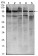 STAT6 Primary Antibody MP30068 [M7D3]