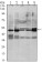 SMAD3 Primary Antibody MP30072 [M5G11]