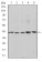 c-Rel Primary Antibody MP30223 [M1E7]