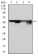 G6PD Primary Antibody MP30287 [M2H7]
