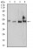 SMAD1 Primary Antibody MP31030 [M4E12H10]