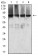MTA1 Primary Antibody  MP31657 [M6B1E9]