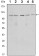 SIRT1 Primary Antibody MP30086 [M1F3]