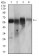 CAMK2G Primary Antibody MP30624 [M8G10C1]