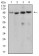 Tlr2 Primary Antibody MP30984 [M8F11G10]
