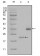 LPA Primary Antibody MP20294 [M8F6A9]