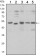 SMAD5 Primary Antibody MP30150  [M3H9]