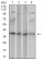 CD68 Primary Antibody MP30621 [M3F7D3]
