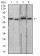LMNB2 Primary Antibody MP31003 [M2E2F4]