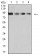 KDM1A Primary Antibody MP31023 [M5B2D5]