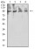 PSMA Primary Antibody MP31398 [M2D10E10]