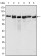 MLH1 Primary Antibody MP20246 [M4C9C7]
