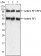PEG10 Primary Antibody MP20296 [M4C10A7]