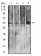 IghA1 Primary Antibody MP31070 [M7D5F12]