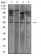 IghA1 Primary Antibody MP31071 [M7D12C5]
