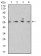 DNTT Primary Antibody MP31075 [M4B10A6]