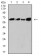 CPV-VP2 Primary Antibody MP31118 [M2G10A3]