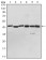PDK1 Primary Antibody MP30154 [M4A11]