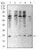CBX5 Primary Antibody MP30936 [M2H4E9]