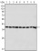 GAPDH Primary Antibody MP20035 [M1A10]