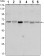 STK11 Primary Antibody MP30139 [M4H12]