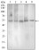 PAX3 Primary Antibody MP30482A [M7D8G7]