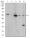 AKT1 Primary Antibody MP30996 [M1F7E10]