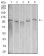 Dynamin-2 Primary Antibody MP31335 [M3F5F3]