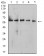 BTN1A1 Primary Antibody MP31527 [M5B12B9]