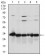 NQO1 Primary Antibody MP30292 [M4D12]